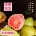 兴旺好红心芭乐/5斤装